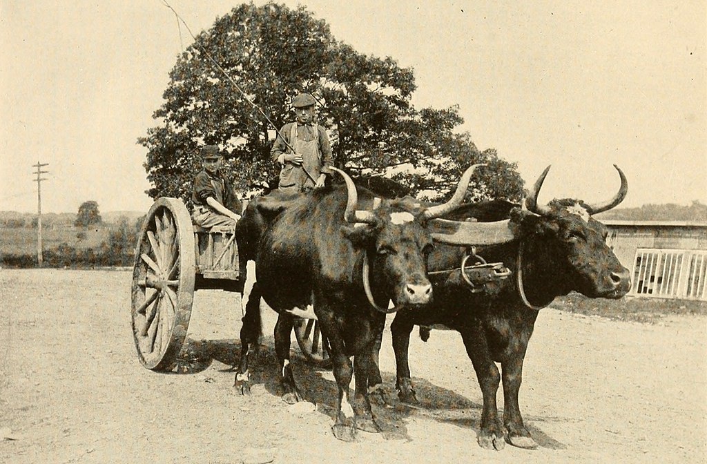 Mann auf einem Wagen mit zwei gehörnten Kühen