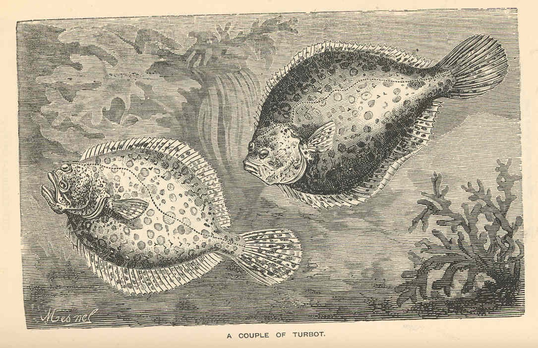 Domaine public / Wikimedia - Deux turbots in 'Treasures of the Deep : a Descriptive Account of the Great Fisheries and Their Products', London: Nelson and Sons, 1876 gravure de deux turbots