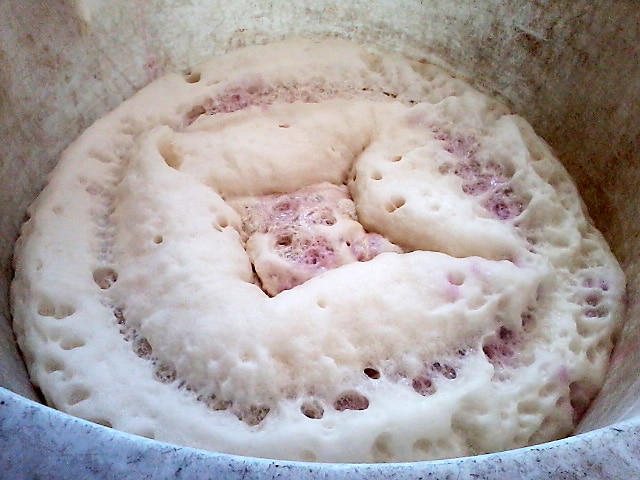 CC BY-SA 4.0 Wikimedia / Olivier Colas - Levain oenologique de levures 'saccharomyces cerevisiae' Levain oenologique de levures 'saccharomyces cerevisiae'