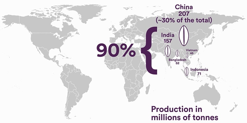 Riz production