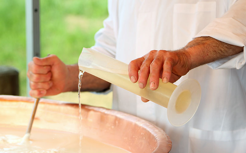 Des plantes qui font cailler le lait