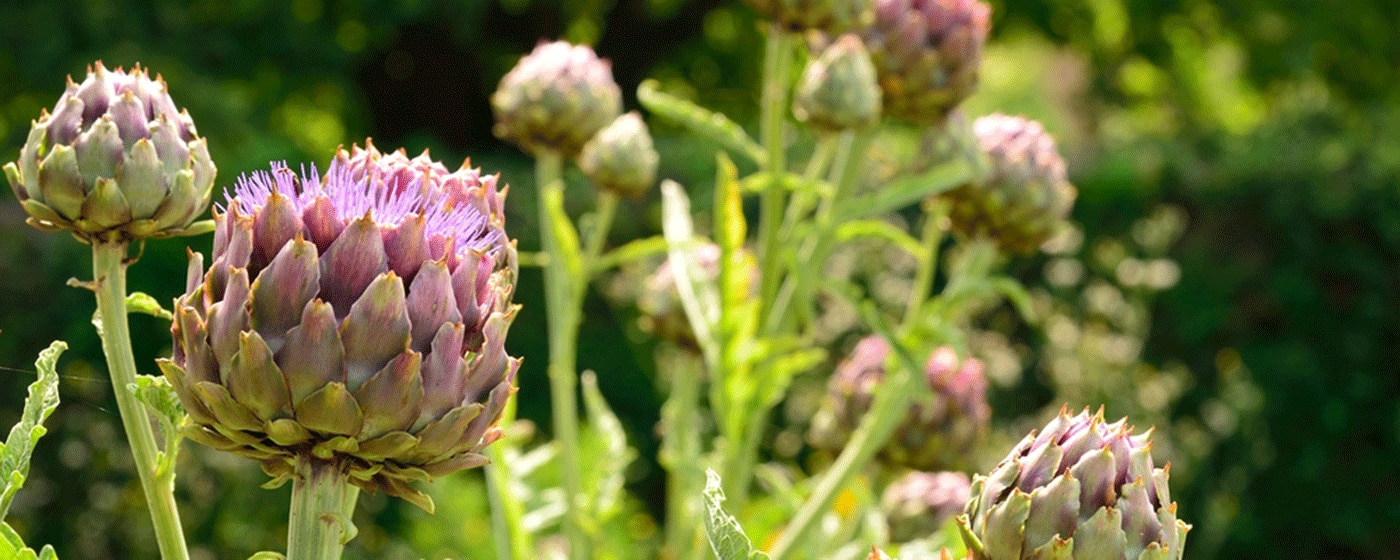 Des plantes qui font cailler le lait