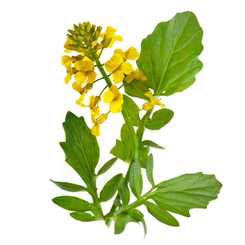 Mustard Flowers Information and Facts