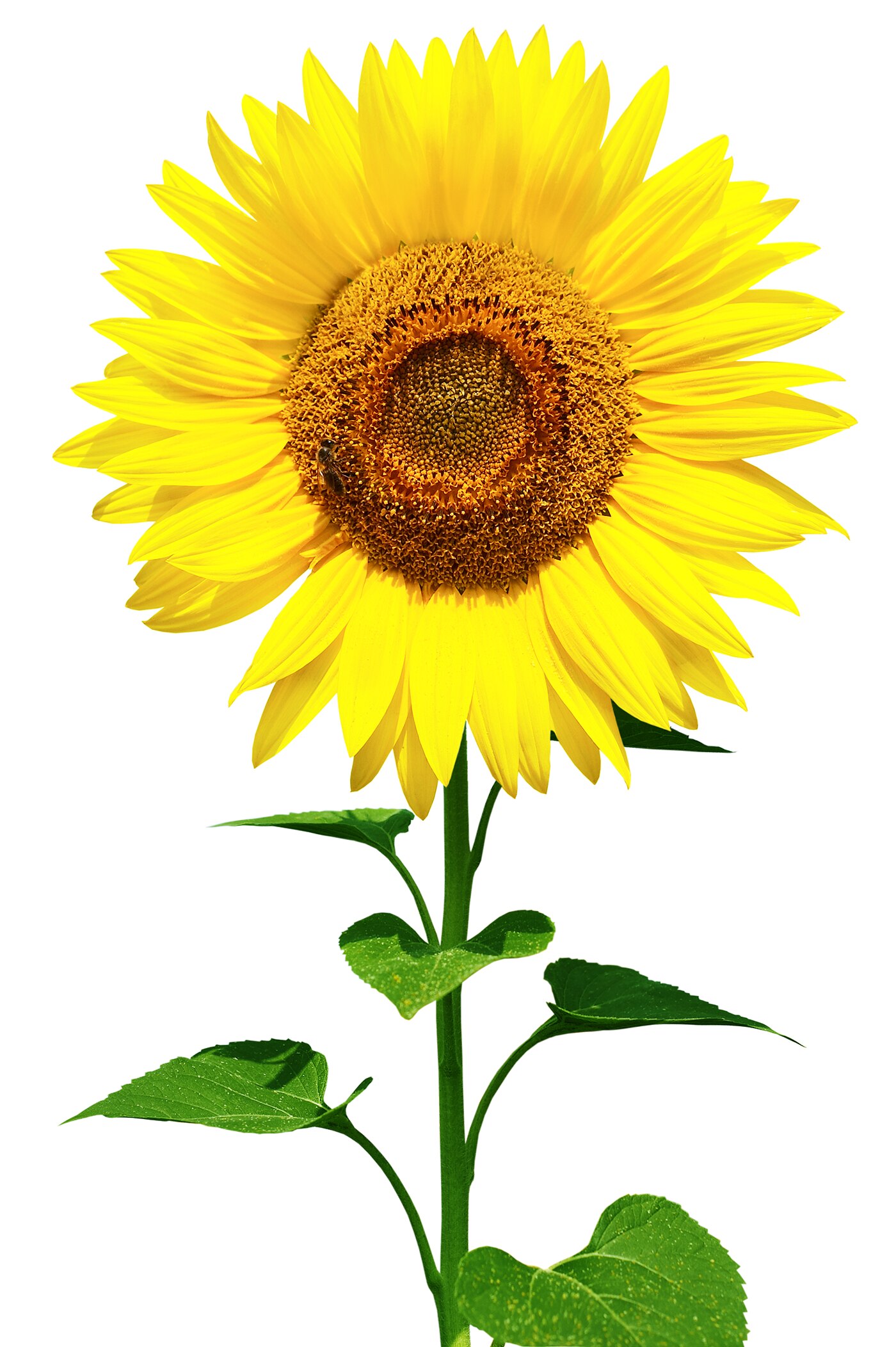 Tournesol