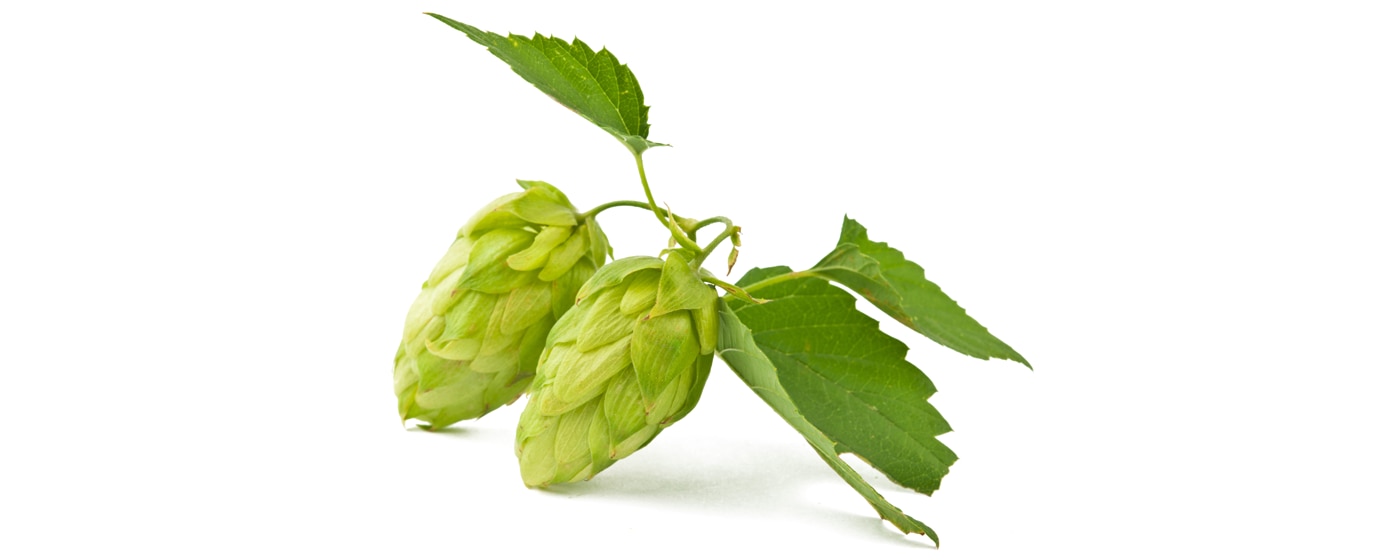 Houblon  alimentarium