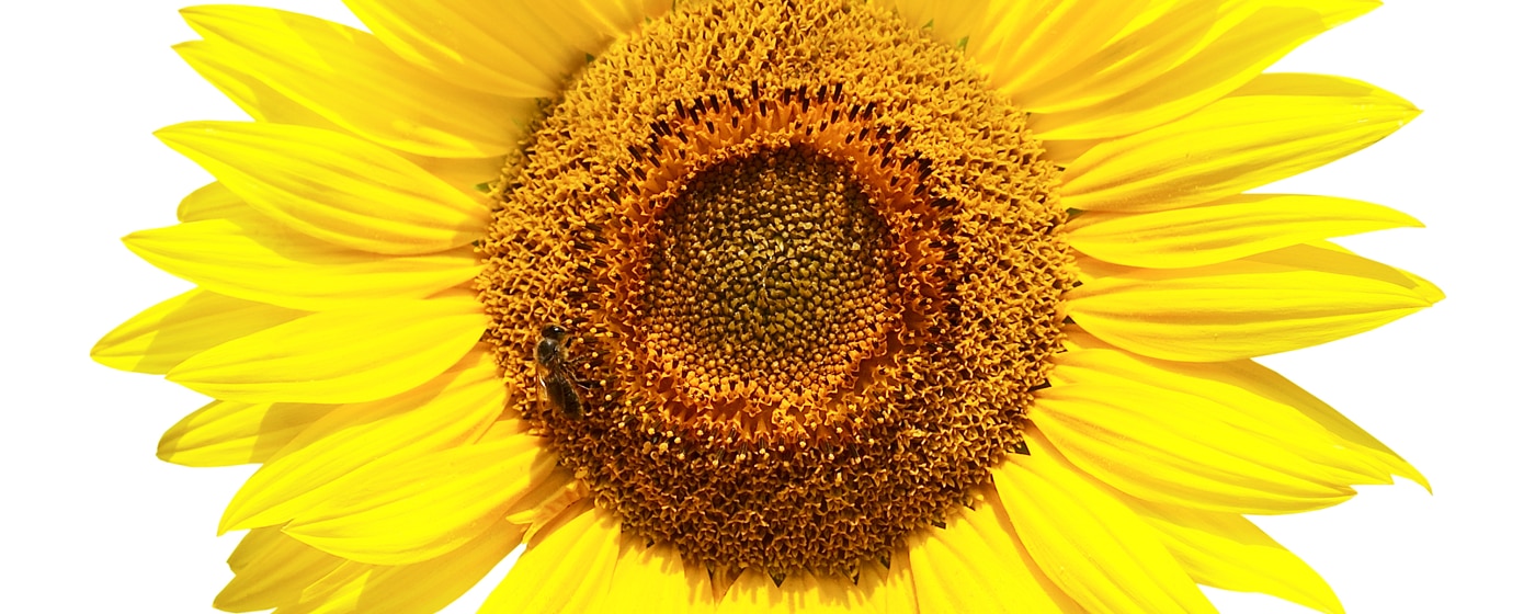 Graine de tournesol — Wikipédia