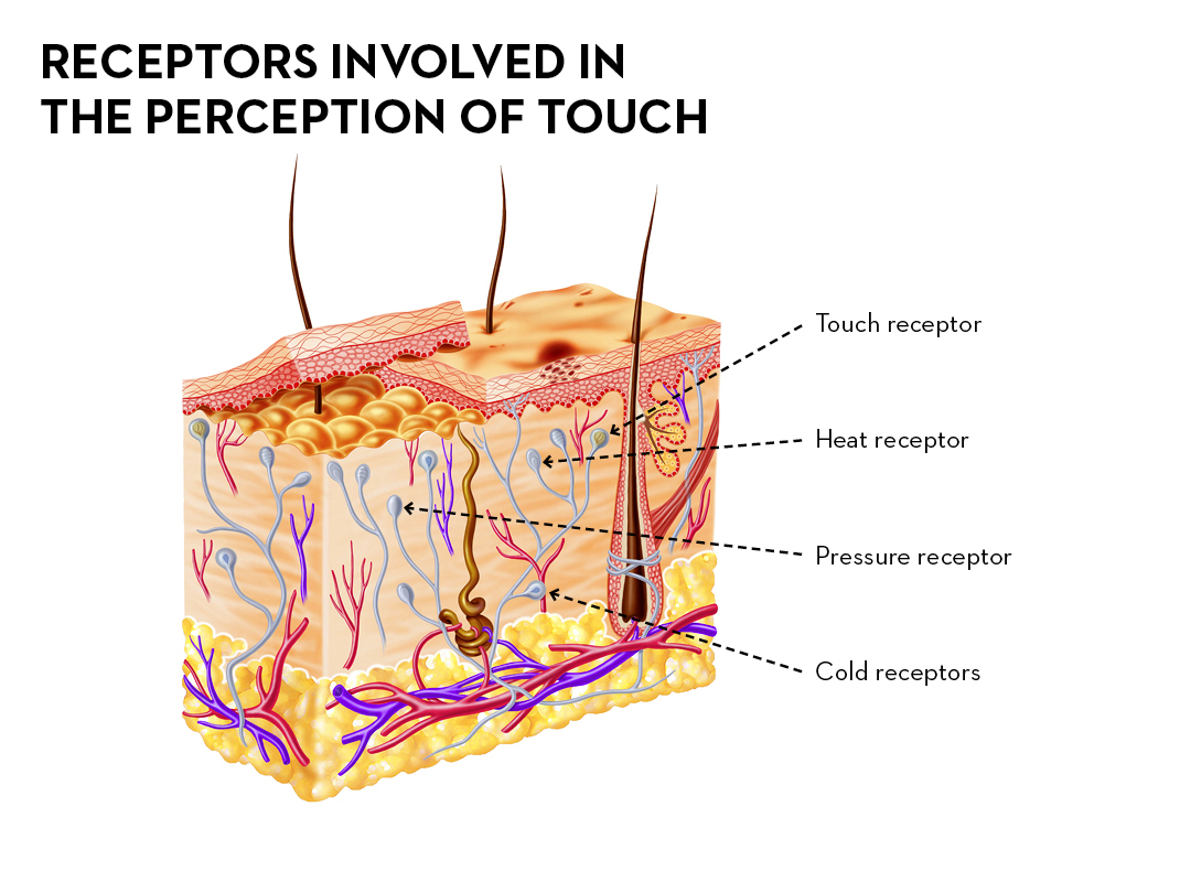 An illustration shows receptors involved in the perception of touch.