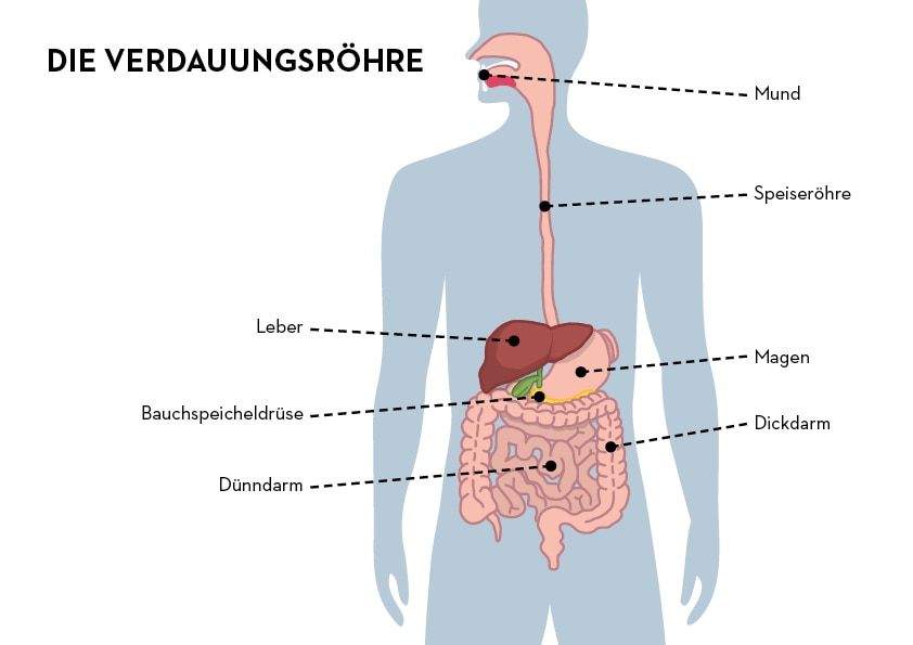 alm_esa_corps_de_tube_digestif.jpg