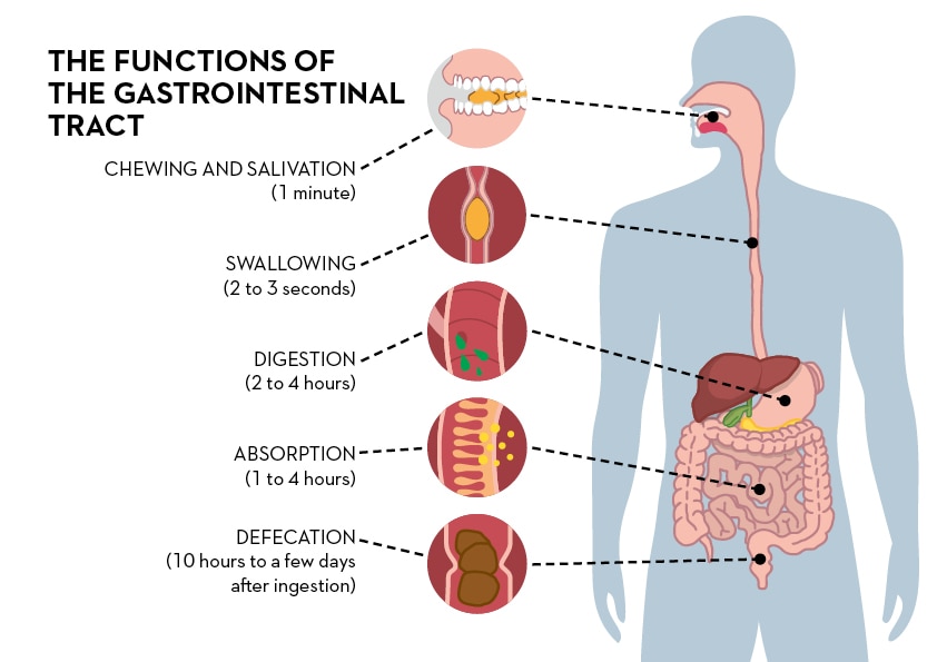 The Role Of Digestion Alimentarium