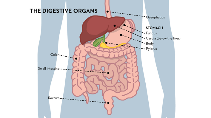 The digestive organs