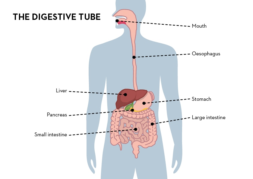 Simple diagram of digestive system