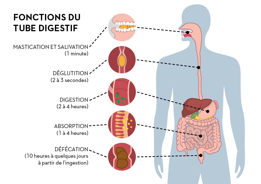 alm_esa_corps_fr_fonctions_tube.jpg