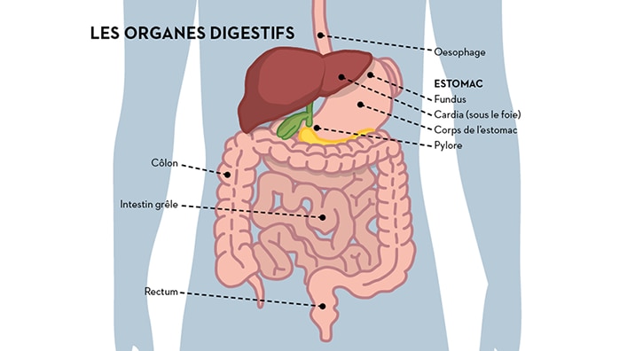 Digestive organs