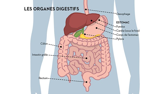 Sch ma Du Syst me Digestif Humain Appareil Digestif Humain 19 616 Sch ma Du Syst me Digestif Humain Appareil Digestif Humain 19 616