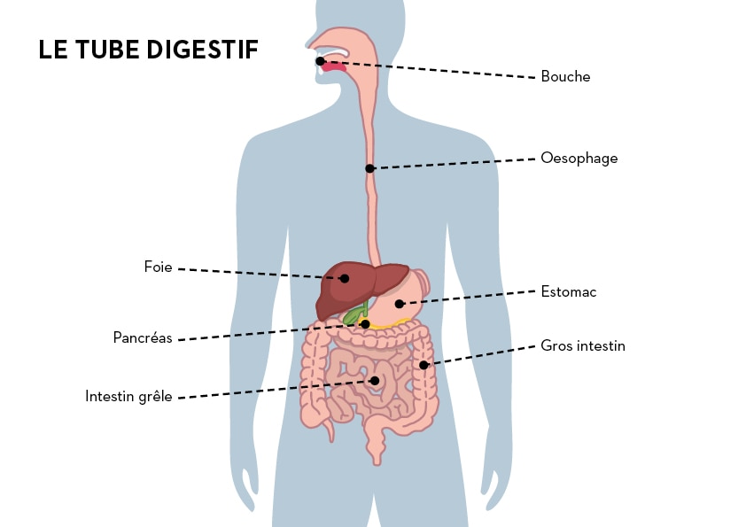 alm_esa_corps_fr_tube_digestif.jpg