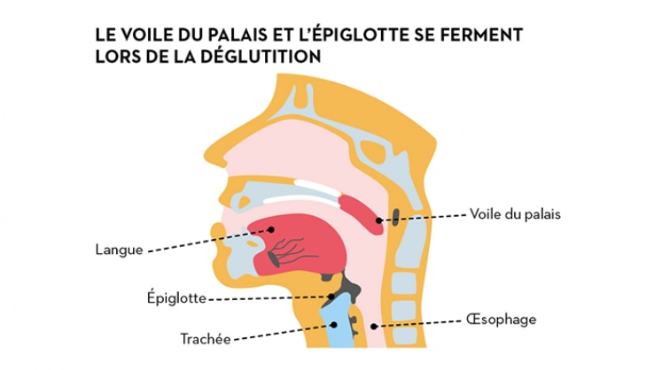 Anatomie du corps humain - Le système digestif : • ~ 1️⃣ La bouche : permet  de réduire nos aliments en petits morceaux par les dents et lubrifiés par  la salive. • ~