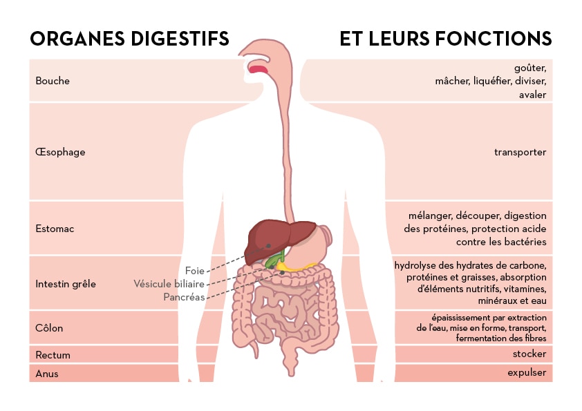 Rôle de la digestion