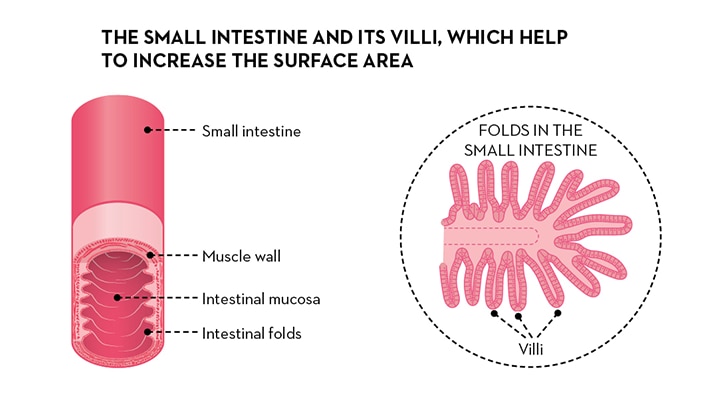 alm_esa_digestion_villi_en.png