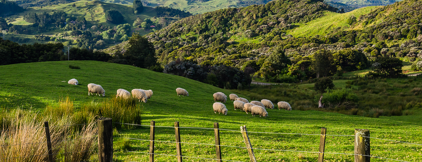 AL022-09 Mouton Nouvelle-Zélande