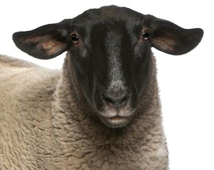 Ewe | alimentarium