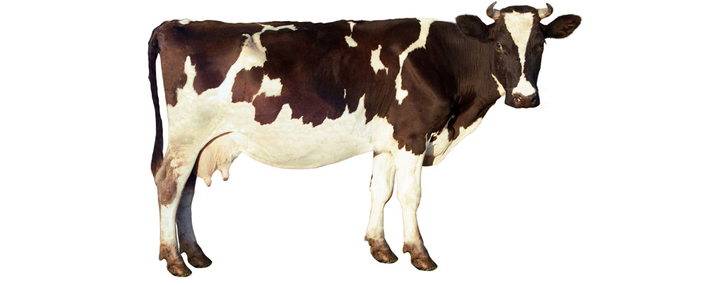 Cow | alimentarium
