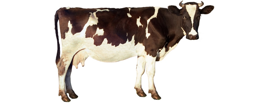 Vache  alimentarium