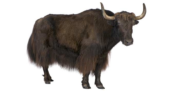 Yak | alimentarium Yak | alimentarium