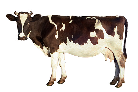 Cow | alimentarium