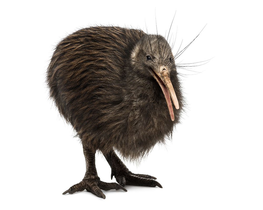 AL022-07 kiwi oiseau