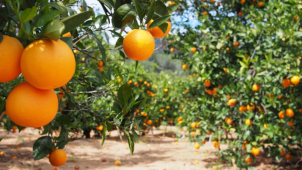 Orange juice  alimentarium