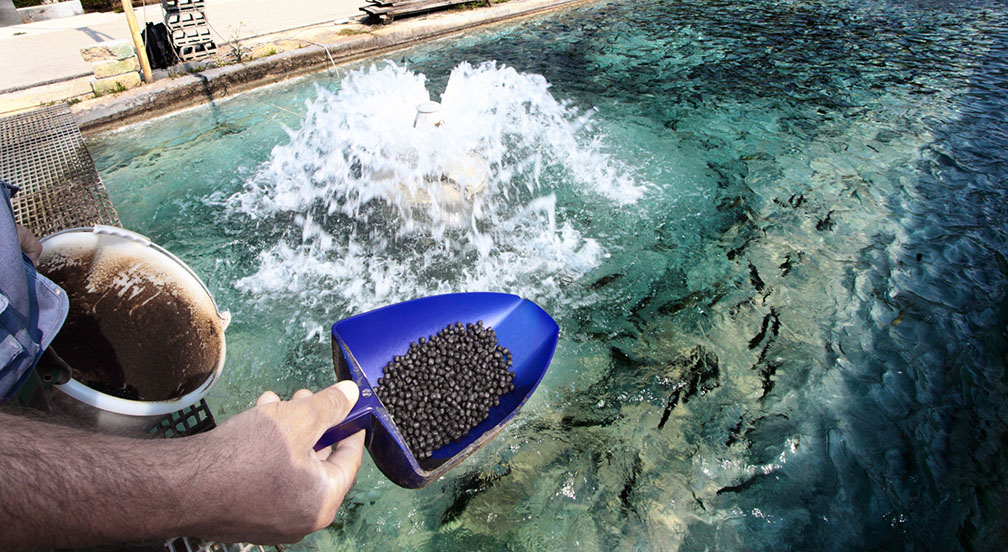 Les techniques d'aquaculture