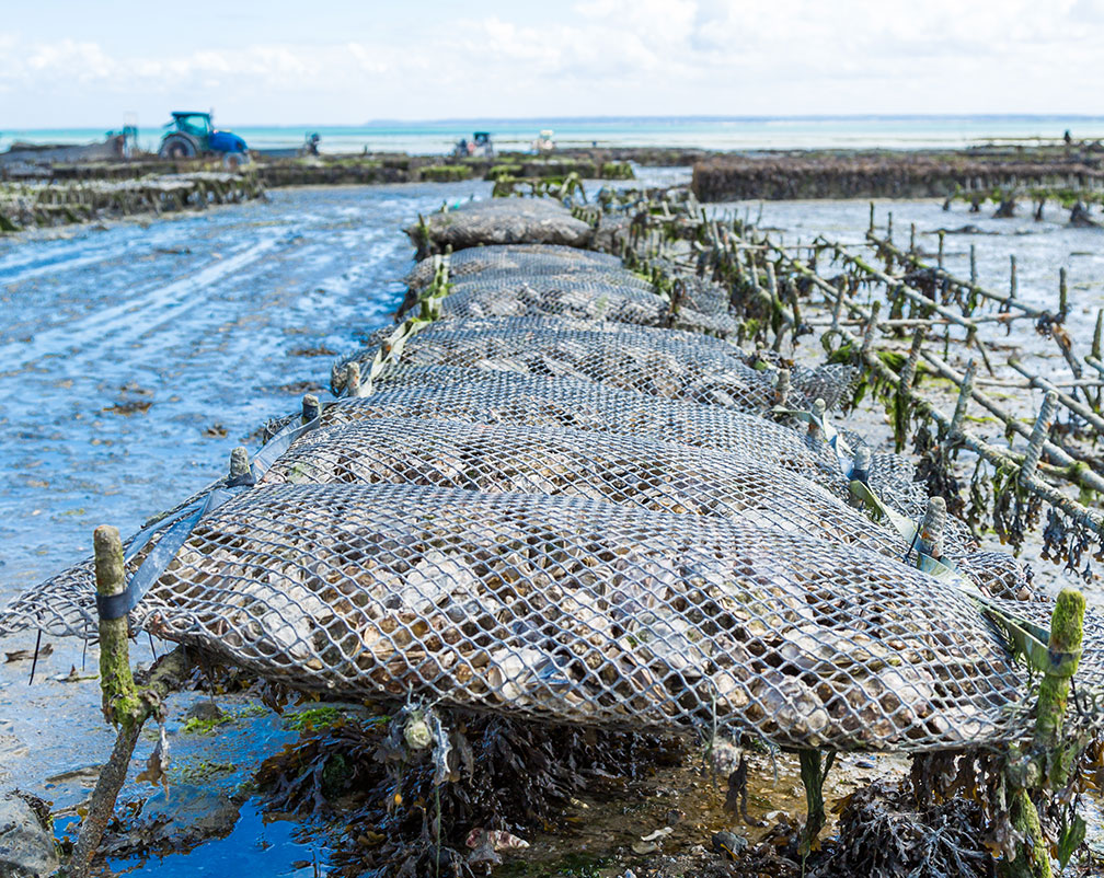 Oyster farming on tables at low tide