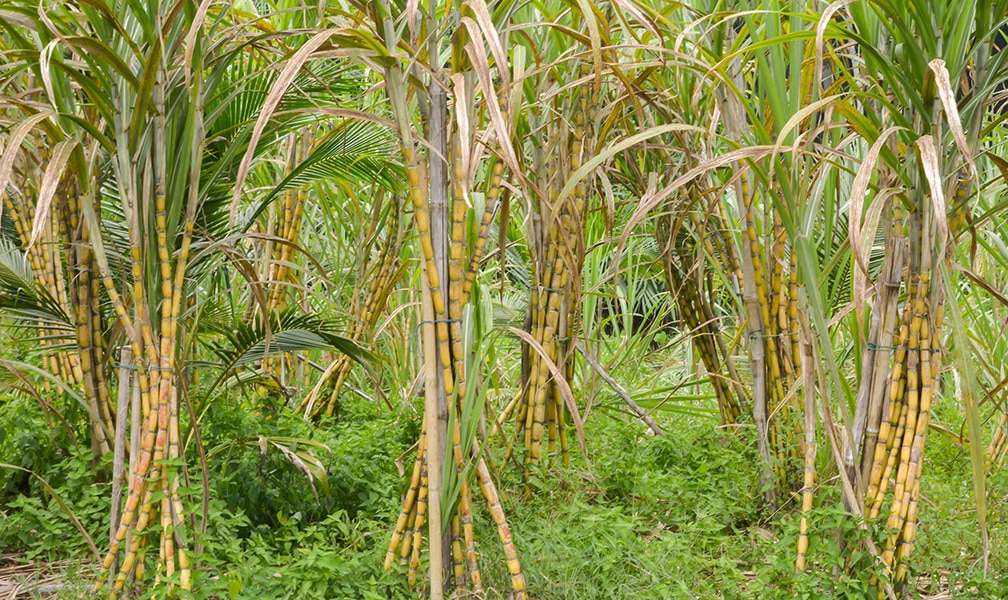 Sugar cane plantation