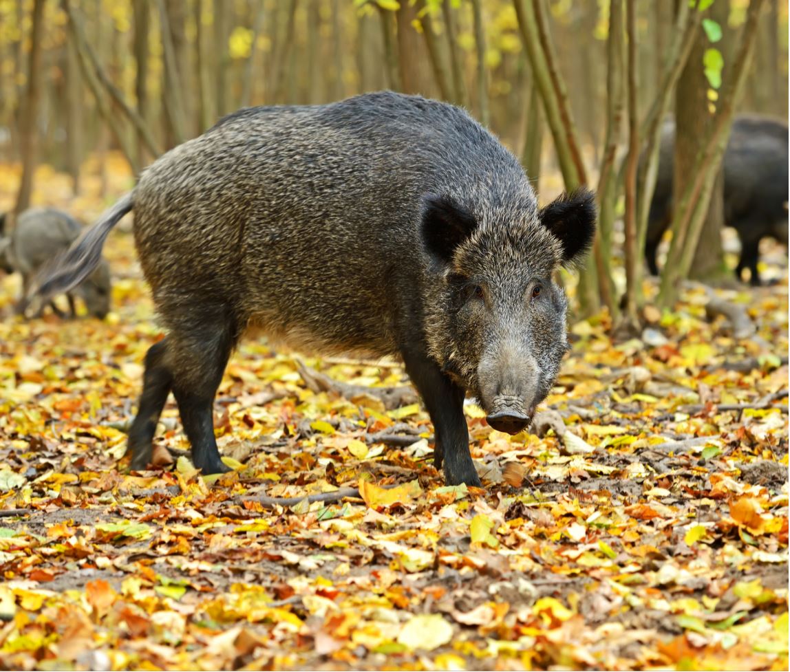 Fiches animaux - Le sanglier