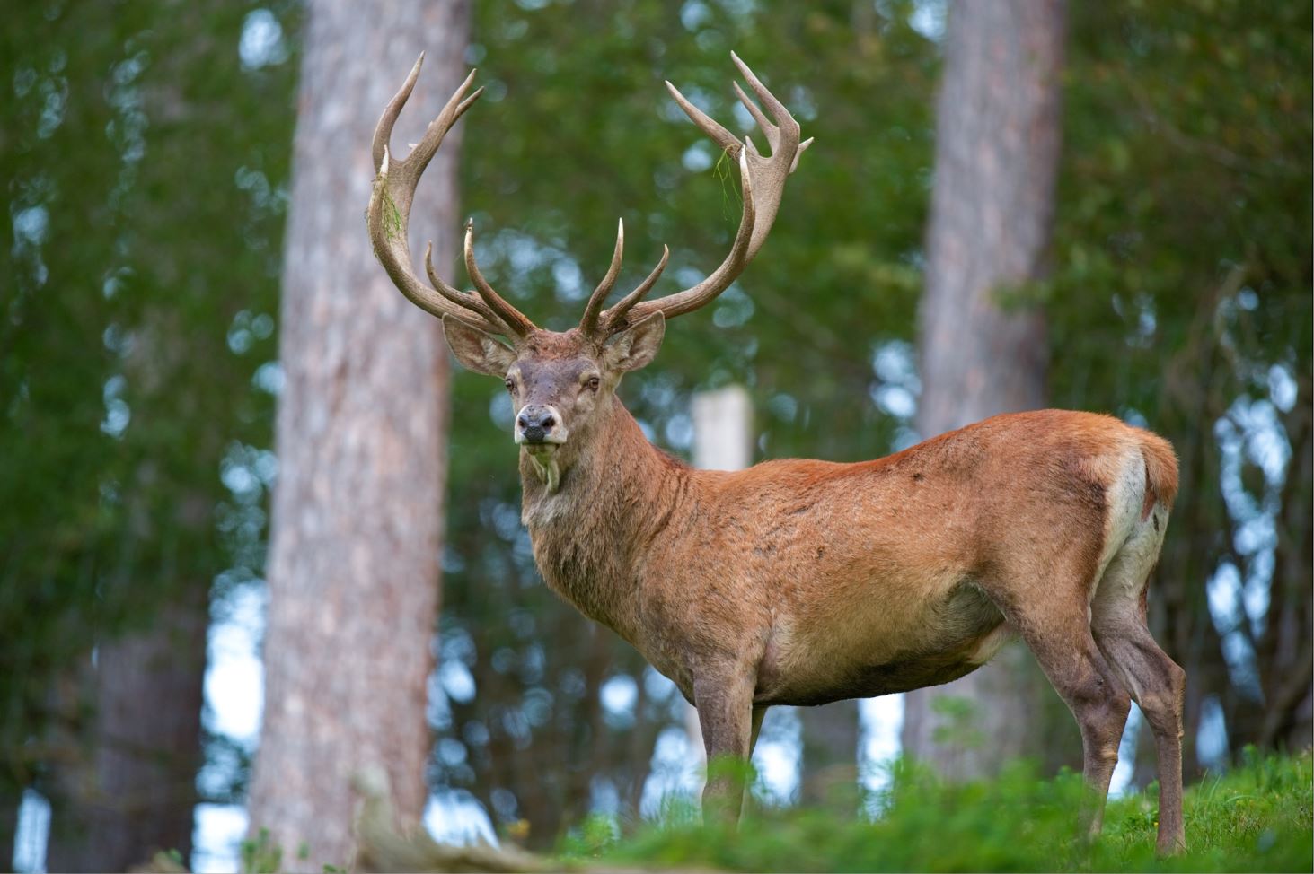 Chasse au Cerf - Mon premier Cerf de 16 cors irréguliers - de