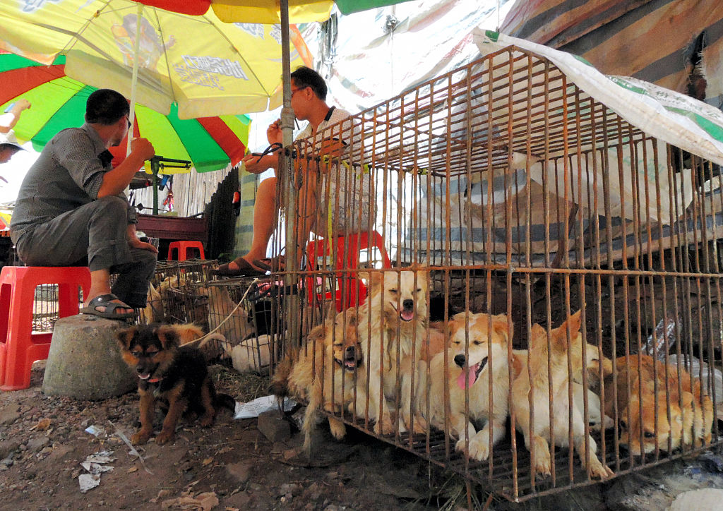 GettyImages_The Asahi_Shimbun_Vente_Chien_festival_viande_Yulin_Chine_20....jpg