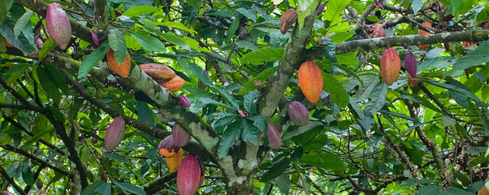 The Hollistic Aproach To cocoa beans