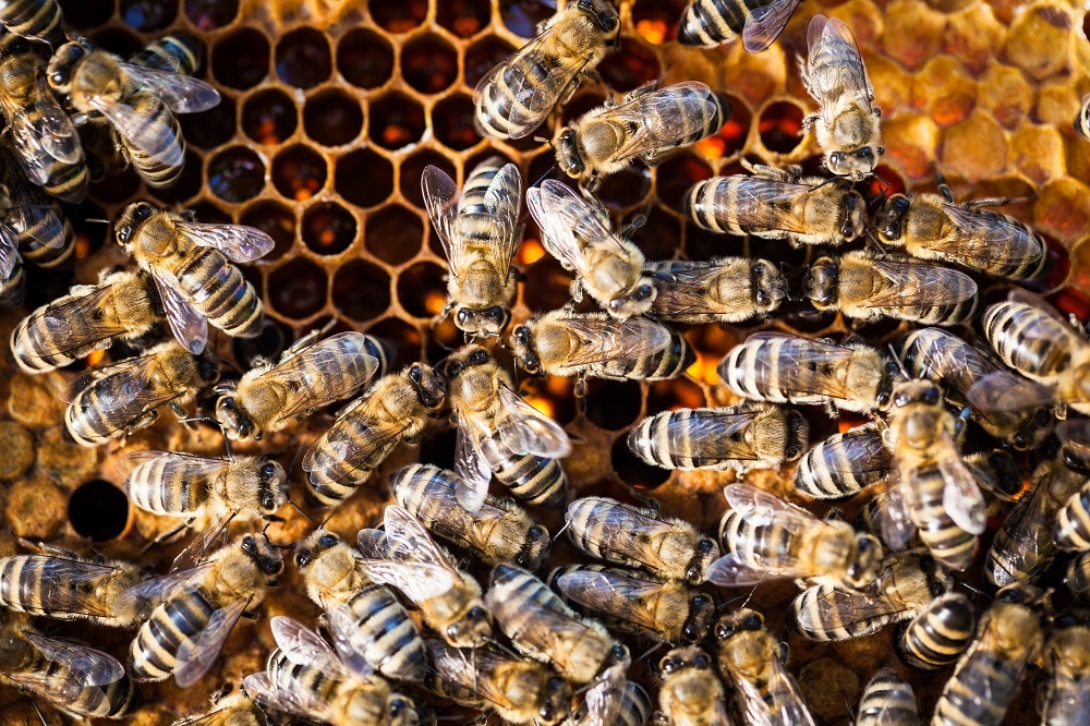 Les abeilles  alimentarium