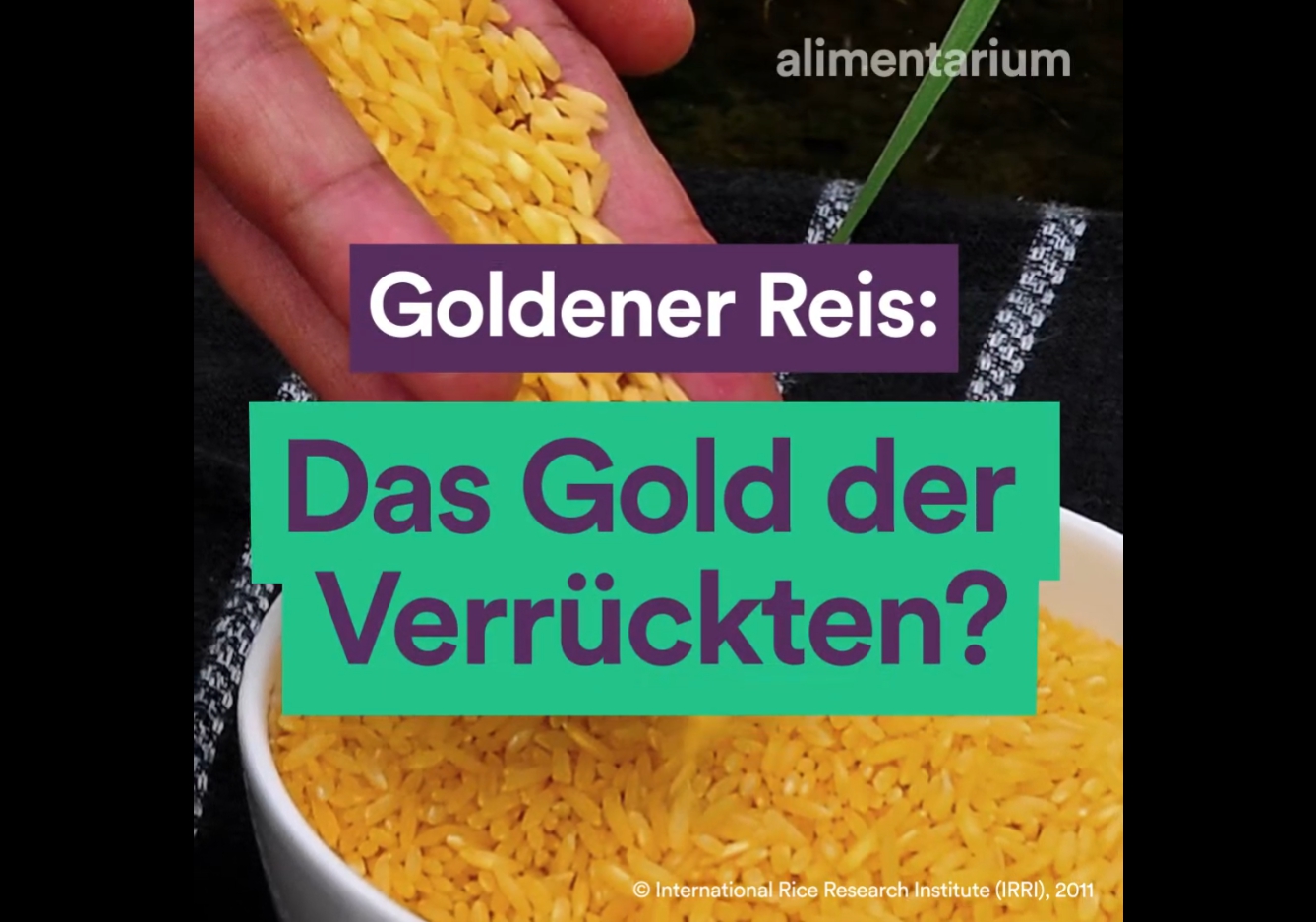 Goldener Reis: Das Gold der Verrückten?