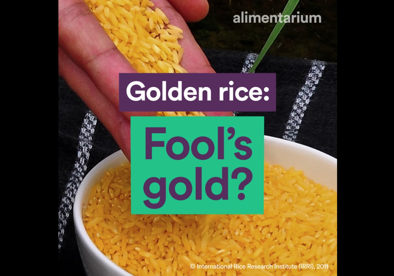 Golden rice: Fool’s gold?