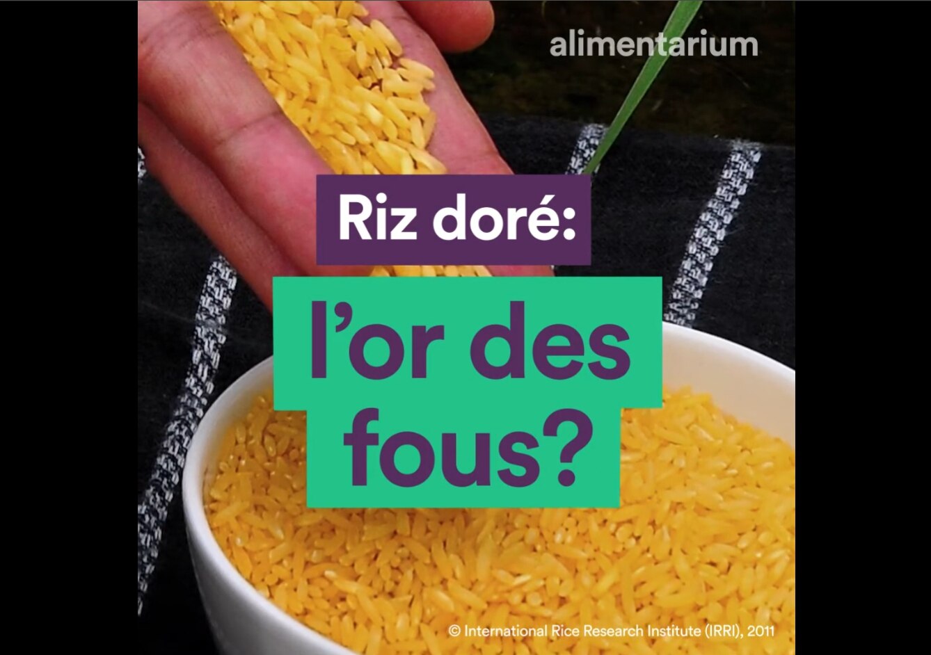 Riz doré : l’or des fous ?