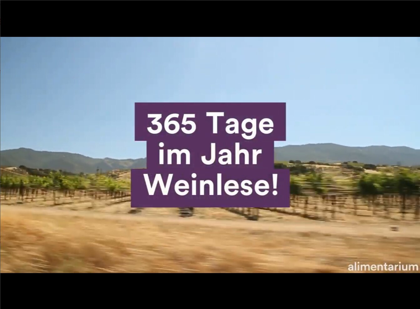 365 Tage im Jahr Weinlese!