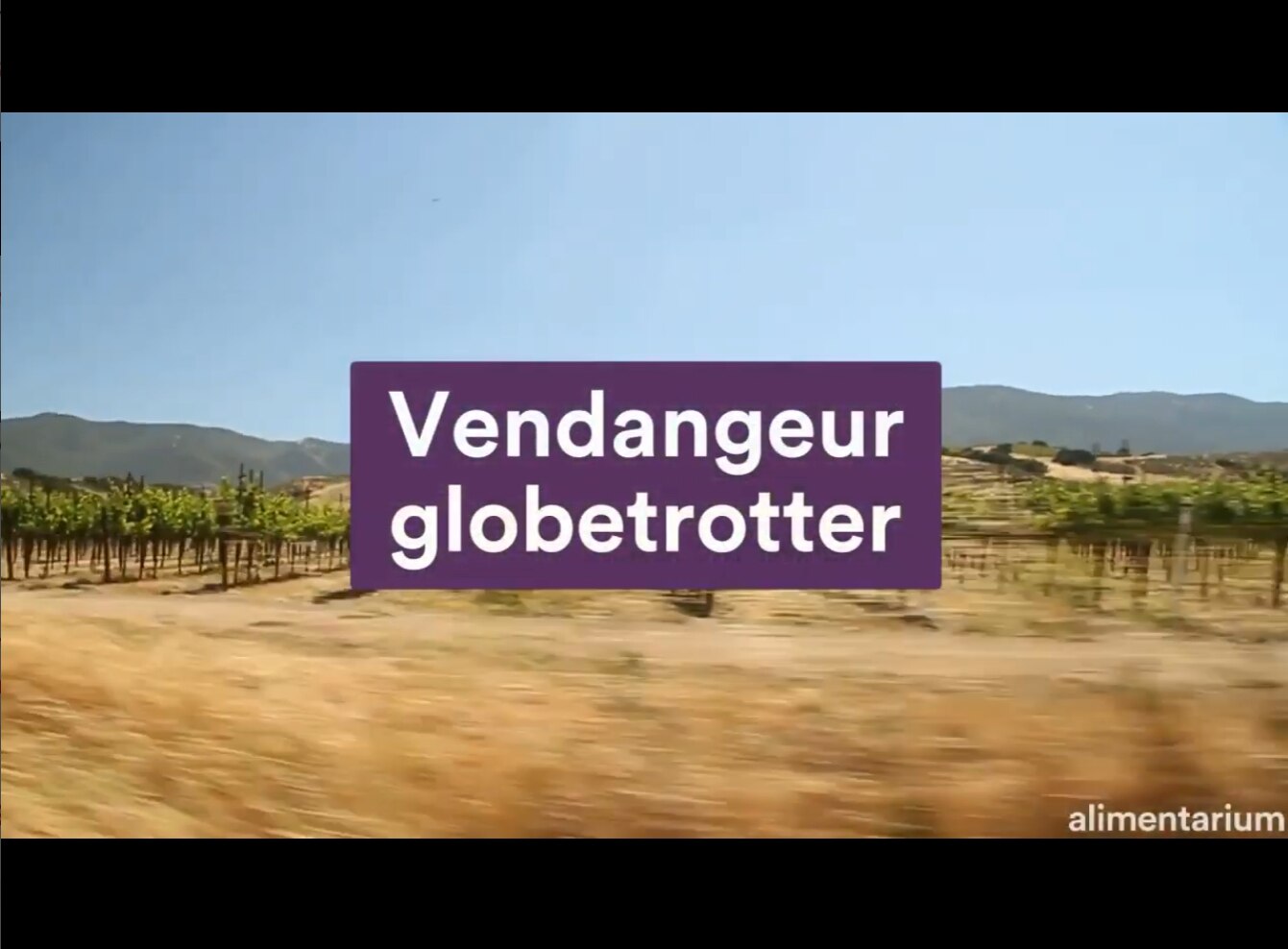 Vendangeur globetrotter