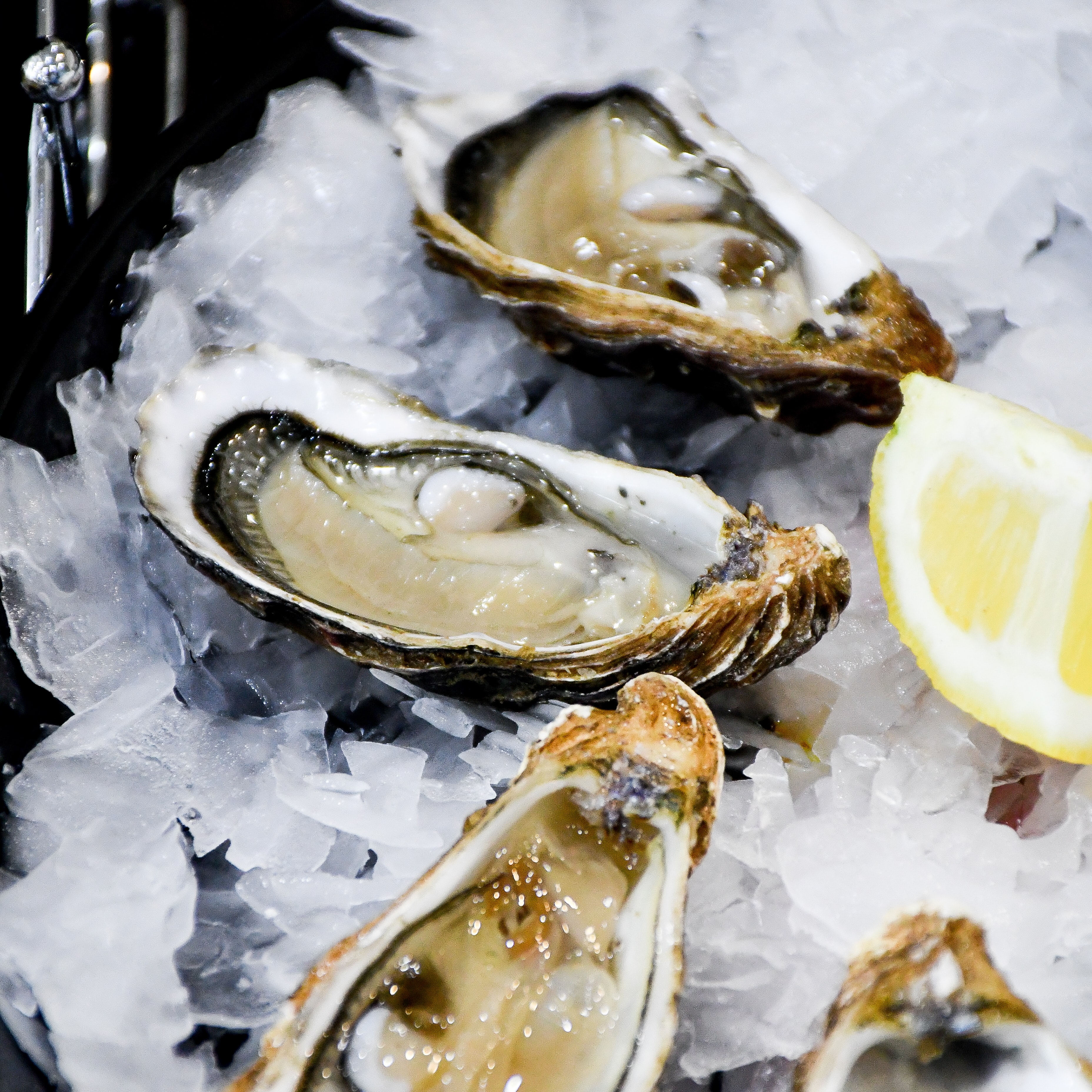 oyster