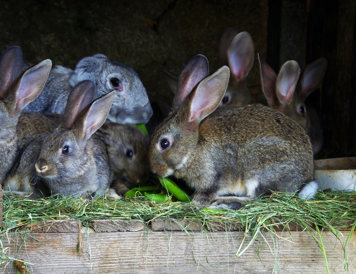 Rabbit  alimentarium