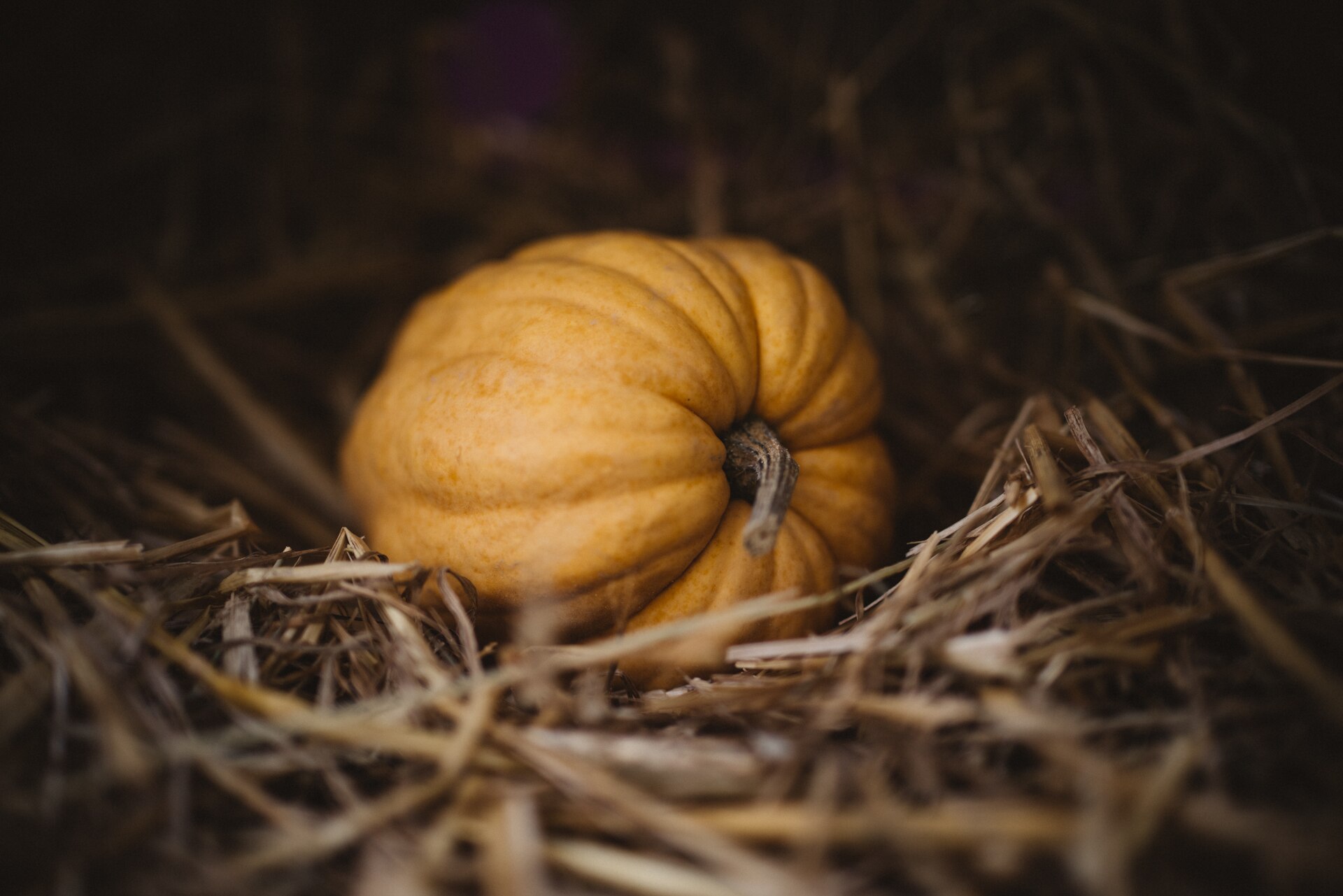 Courge