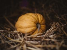 Courge