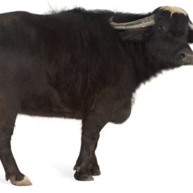 Yak meaning