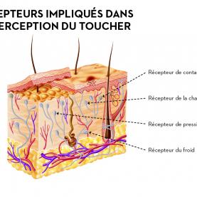 alm_e_savoir_fr_toucher_0.jpg