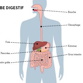 alm_esa_corps_fr_tube_digestif.jpg